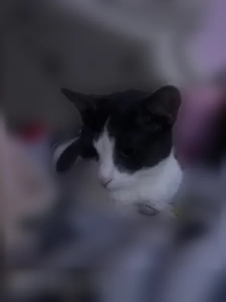 Lost cat, South Halstead Drive, 205, Horizon City - white with grey spots, green eyes - photo