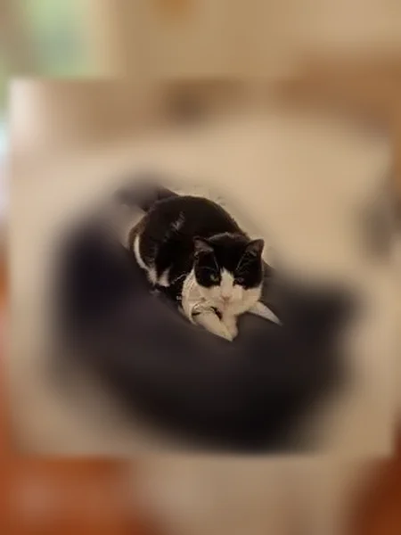 Chat perdu, Gouzon - noire et blanche, en traitement - photo