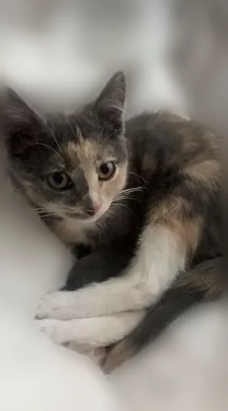 Missing cat Female, Overland Park (usl539363) - photo