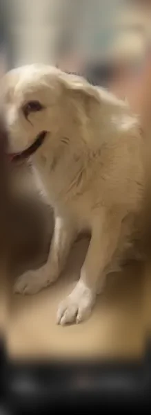 Lost dog, West Acapulco Lane, 3235, Phoenix - male, all white, limping - photo