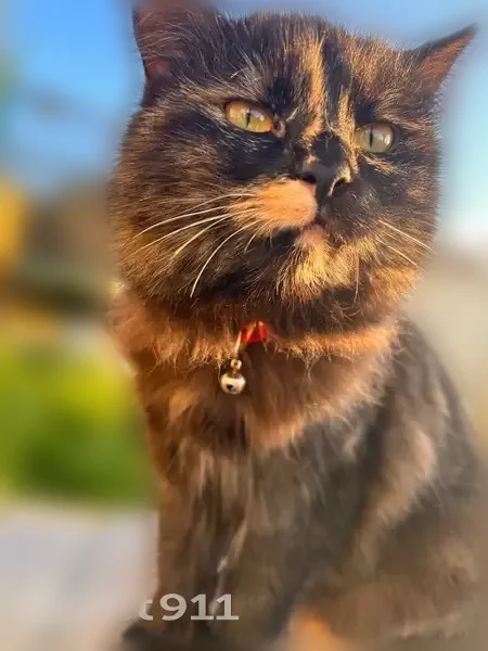 Chat perdu, femelle, Avenue des Pyrénées, Castillonnès - patte arrière beige, collier rouge - photo