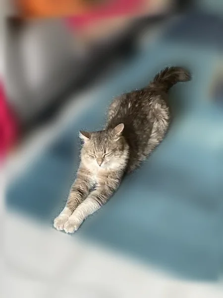 Chat perdu mâle, Chemin des Tinots, Chatuzange-le-Goubet - photo