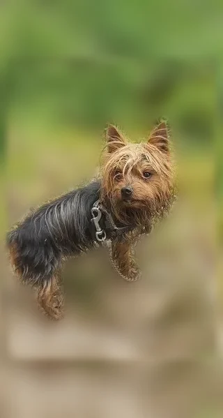 Chien perdu mâle, Rue du Canal de Calais, 80, Sainte-Marie-Kerque - Yorkshire terrier marron et noir - photo