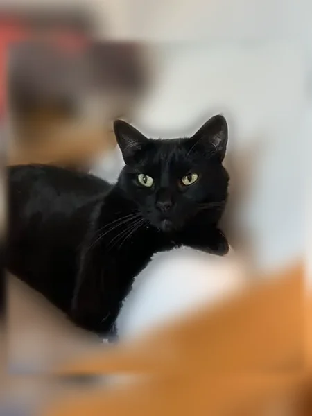 Chat perdu femelle, Rue Diderot, 12, Ollioules, Marseille - robe noire - photo
