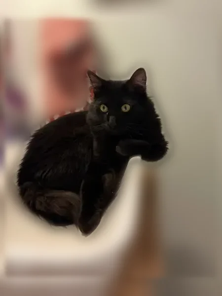 Lost cat, Salt Lake City, Utah - male, no blue collar - photo