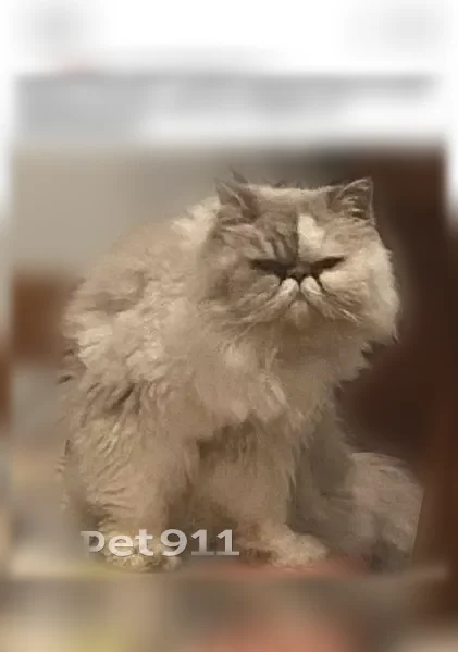 Chat perdu mâle, Rue Octave Mirbeau, Béziers, Nantes - craintif - photo