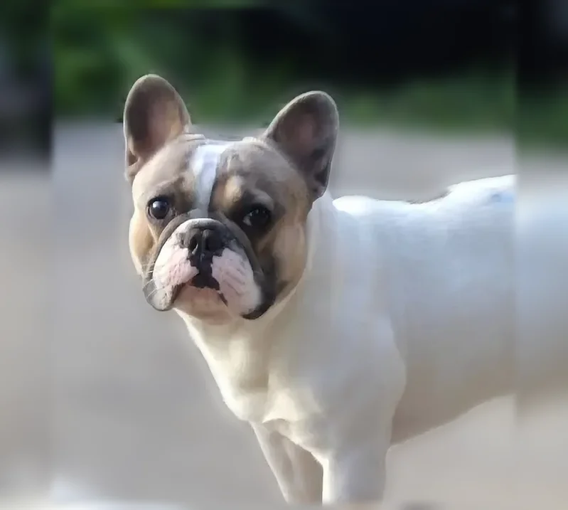 Lost dog, Brownsville — Apollo Circle, 1968, male, spots on head and tail - photo