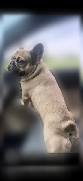 Lost dog, Silent Forest Drive, 5806, Las Vegas - fawn male French bulldog, strong build - photo