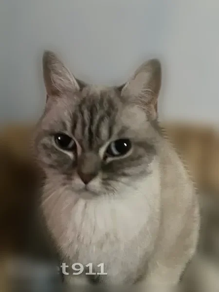 Chat perdu, Herbitzheim - femelle, blanche avec du gris sur le visage et de grosses yeux bleus louchants - photo