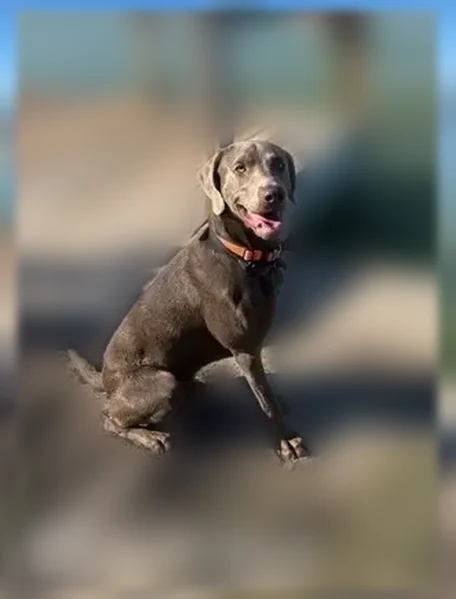 Lost dog, Simpson Drive, 1405, Hurst - male, brown Weimaraner/Lab mix - photo