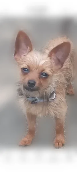 Lost dog, South Jackson Street, Montgomery - male, tan coat with a black tail - photo