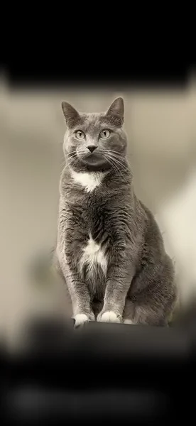 Lost cat, West 40th Street, West Odessa, Odessa - male, very large, grey and white - photo