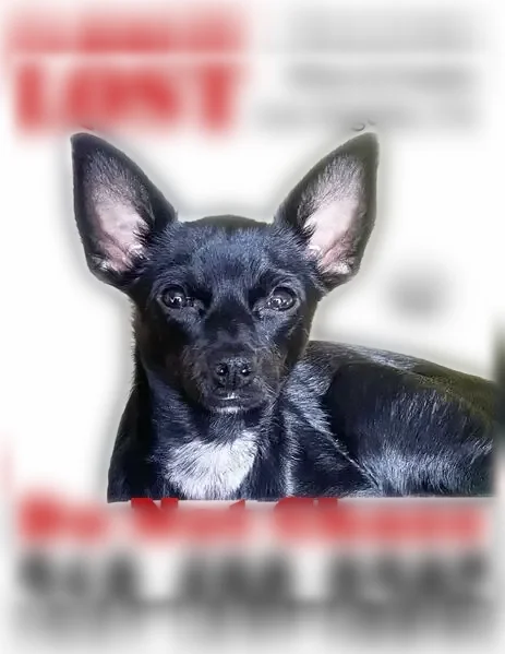 Lost dog, Tuxedo Terrace, Los Angeles - female black chihuahua with green collar and gold tags - photo