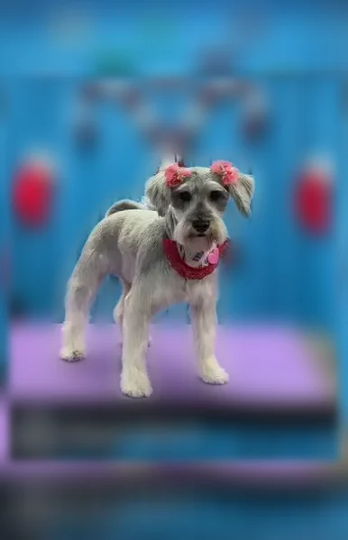Lost dog, Edison Drive, 2101, San Antonio - female, indoor dog - photo