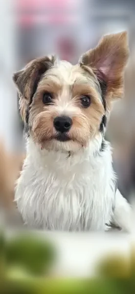 Lost dog, Diamond Bar, California - male, parti yorkie, very friendly - photo