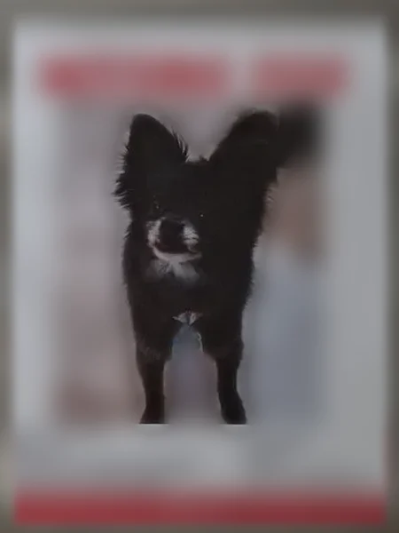 Lost dog, McKinstry Avenue, 914, Chicopee - male - photo