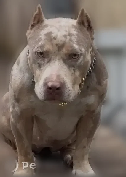 Lost dog, Southeast 115th Street, 5167, Belleview - photo