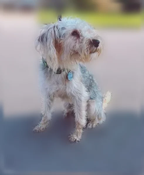 Lost dog, Thomas Jefferson Drive, 4066, Virginia Beach, Norfolk - male, blonde-grayish black coat - photo