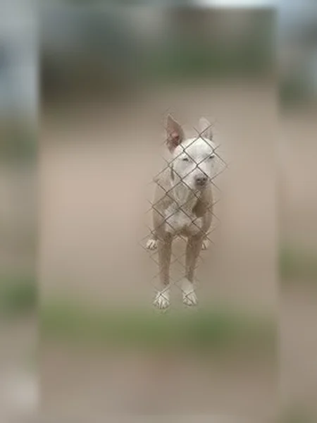 Lost dog, Jackson - photo