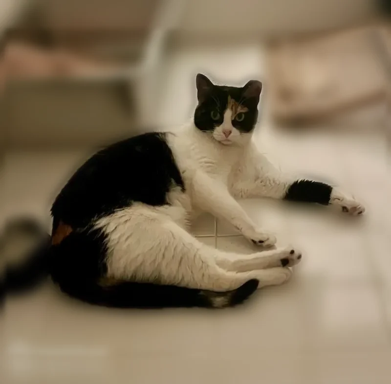 Lost cat, Moonglow Court South, Bowling Green - skittish 1-year-old calico with one clipped ear - photo