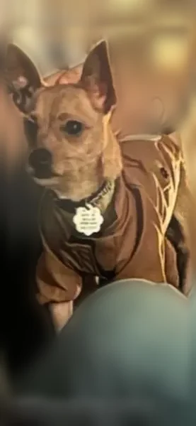 Lost dog, Jackson, Tennessee - brown skittish chihuahua with collar and tag - photo