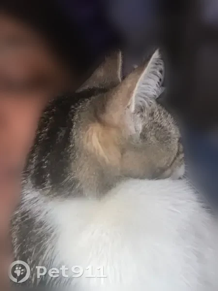 Lost cat, Fisk Street, 1112, Scranton - female, 16 years old - photo