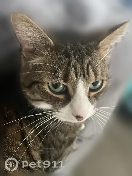 Lost cat, Lee Road, 20/22, Lincoln - male, neutered indoor cat with no collar - photo
