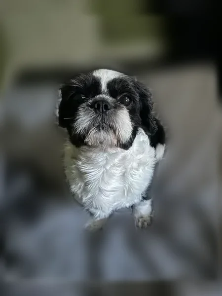 Lost dog, West 62nd Street, 2648, Chicago — black and white male Shih Tzu - photo