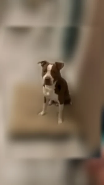 Lost dog, Mobile — wearing an orange collar - photo