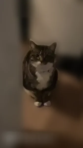 Lost cat, Virginia Avenue, 544, Troy - female, timid, golden eyes - photo