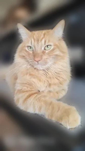 Lost cat, Basil Meadow, San Antonio - bright orange, fluffy, green eyes - photo