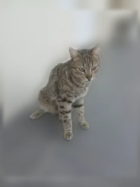 Chat perdu mâle, Rue du Stade, 3, La Meignanne - photo