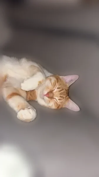 Chat perdu mâle, Chemin de Chavanon, Cusset - roux et blanc - photo