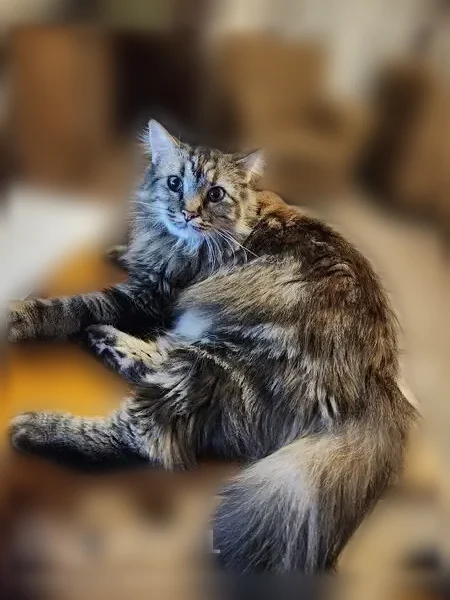Lost cat, Larick Court, 150, Marion, Cedar Rapids - female - photo