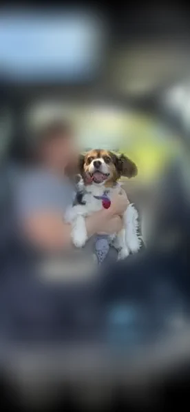 Lost dog, Baker Road, 154, Windsor, Arlington - elderly, may be snippy - photo