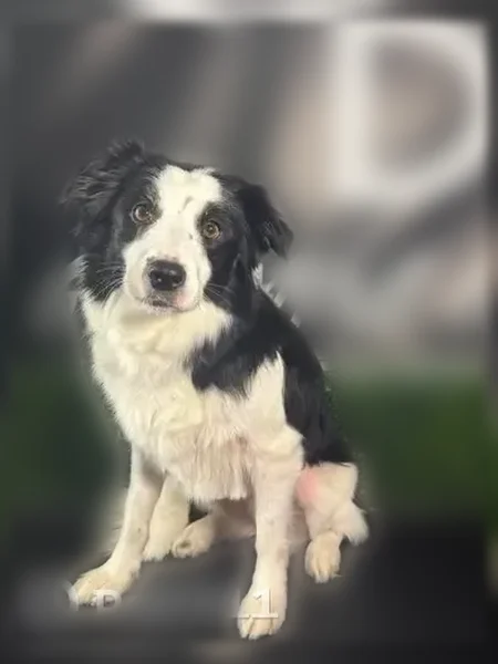 Lost dog, Comanche Street, 1605, Corpus Christi - female border collie with a purple galaxy collar - photo