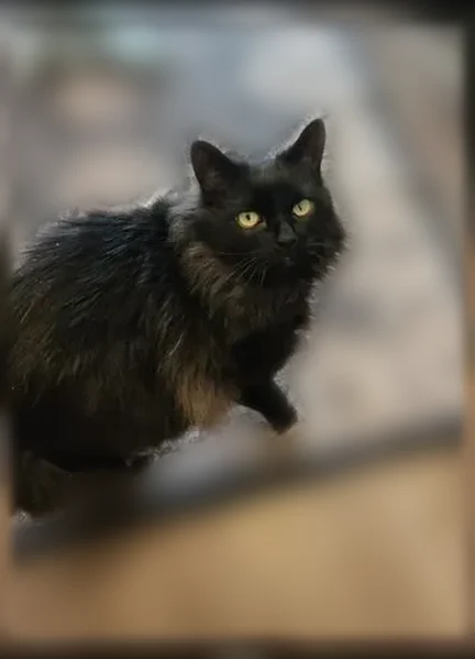 Lost cat, Fishkill, New York, Philadelphia - male - long-haired black cat, answers to Boo Boo - photo