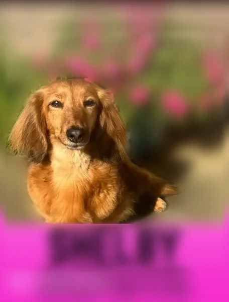 Lost dog, East St. Louis, Illinois, East St. Louis - female spayed dachshund in a pink collar - photo