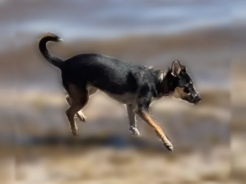 Lost dog, Marions Lane, 20, Town of Smithtown, Northport - black and brown female puppy with big ears - photo