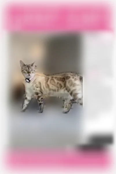 Lost cat, Stanwood Drive, 12330, Los Angeles, Los Angeles - female, white with cream and brown spots - photo