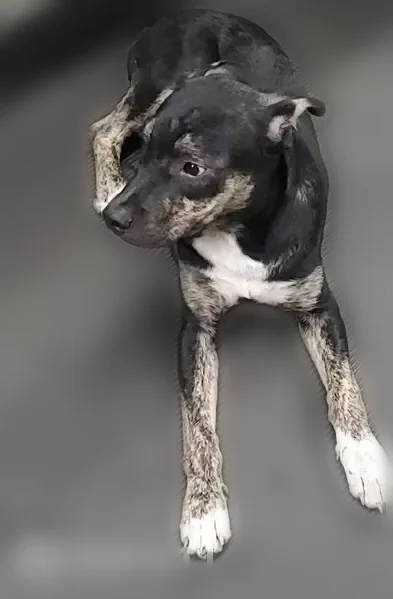 Lost dog, Houston - black with white chest, tan paws, puppy 6-7 months old - photo