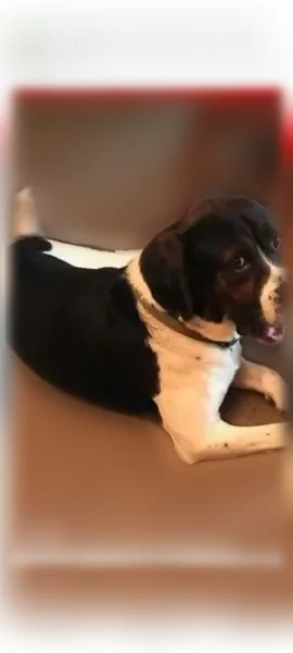 Lost dog, Sylvan Beach, Cleveland - male - hound mix - photo