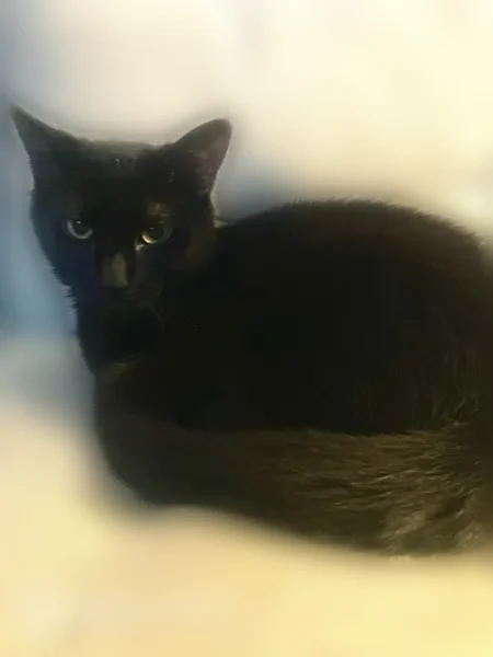 Lost cat, Hollow Run Drive, 1701, Columbus - female, all black, limping on right paw - photo