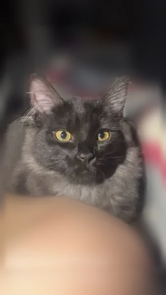 Lost cat, Northeast 136th Street, 18223, Redmond, Point Roberts - male, fluffy black with a smokey/white undercoat - photo