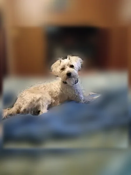 Lost dog, 7Th Avenue South, 102, Red Bay - male - photo