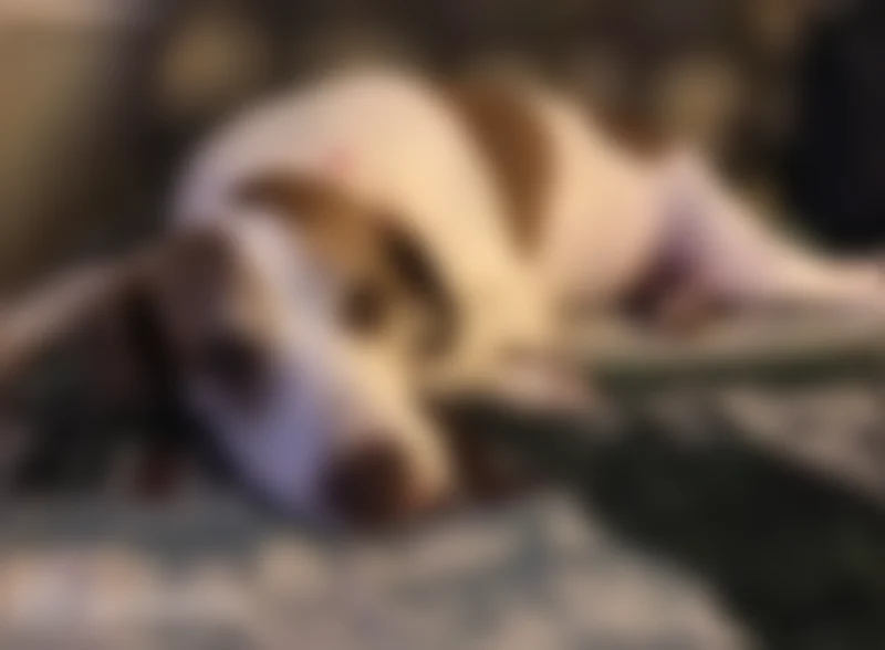Lost dog, South Old Alabama Road, 3662, Thomaston - female pointer mix with shaved rear right leg - photo