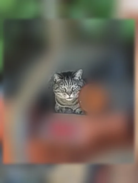 Lost cat, Montana Drive, 290, Holtville - male tabby with light green eyes - photo