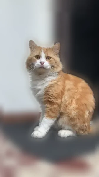 Chat perdu mâle, Rue du Général Chanzy, Tours - roux angora, canines droites arrachées - photo