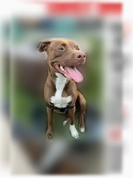 Lost dog, Jackson Road, 213, Clarksville - female pit/lab mix - photo