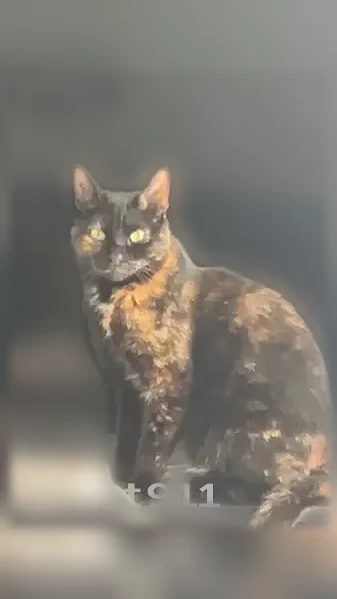 Perdu chat femelle, Rue de la Bigotte, Champcueil — écaille de tortue - photo